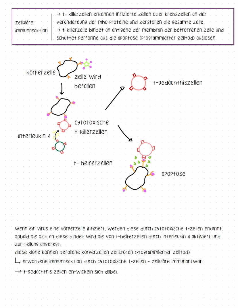 Bent und seine Bestandteile
Aufgaben des Blutes
-> Stofftransport (sauerstoff, CO2, nährstoffe, hormone....).
-> immunabwehr
-> regulation d