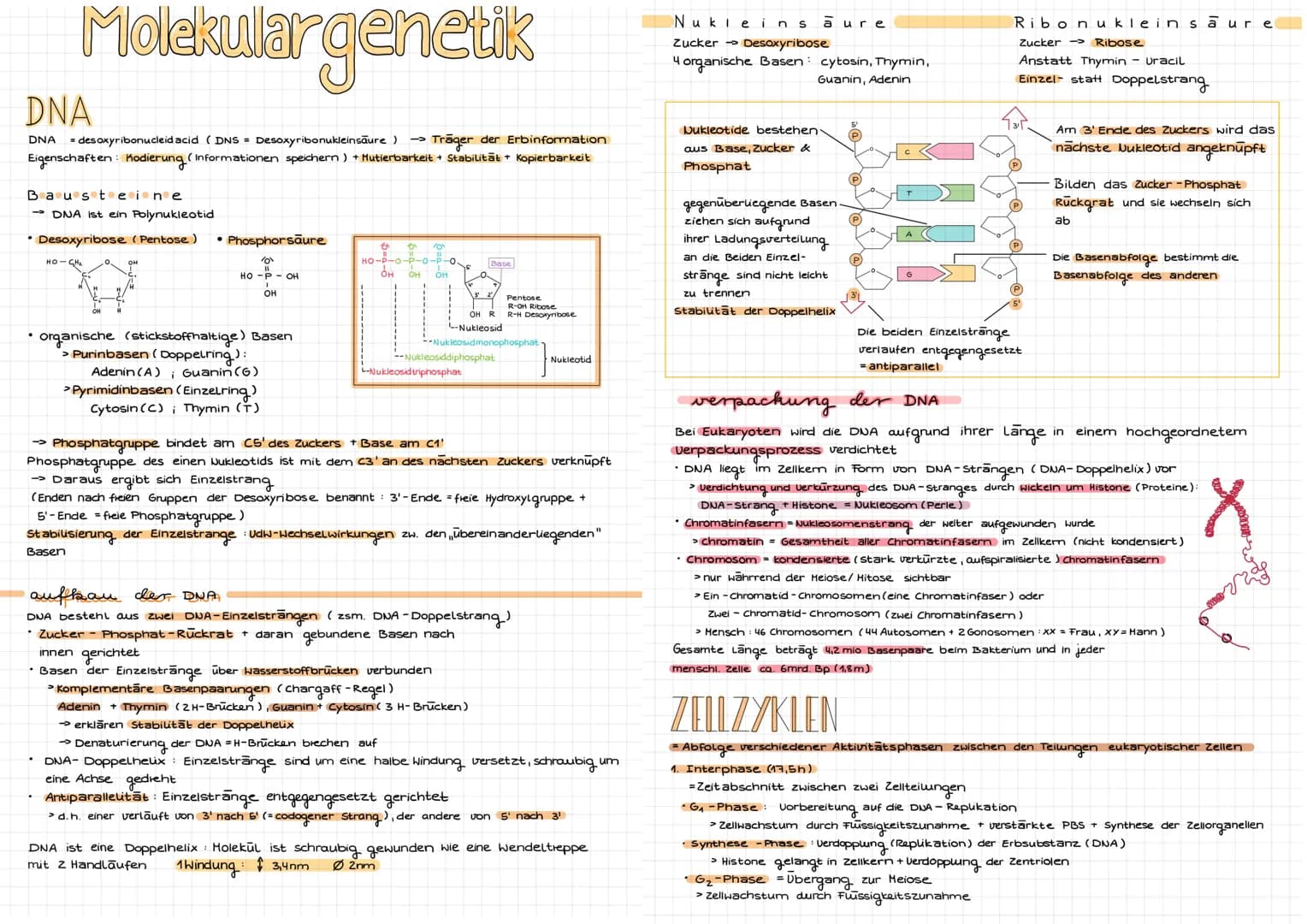 Molekulargenetik
DNA
DNA desoxyribonucleid acid (DNS = Desoxyribonukleinsäure) -> Träger der Erbinformation
Eigenschaften: Kodierung (Inform
