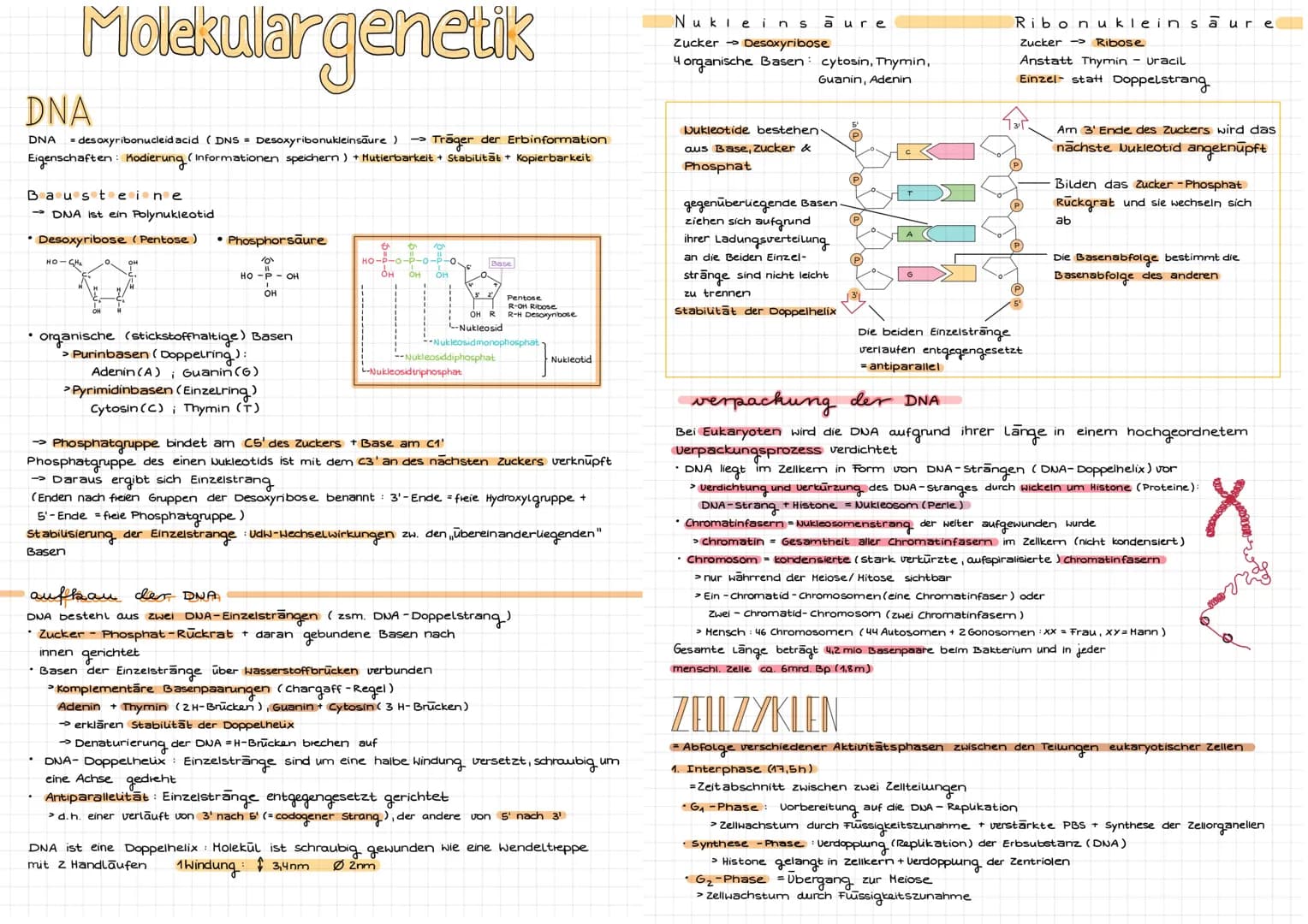 Molekulargenetik
DNA
DNA desoxyribonucleid acid (DNS = Desoxyribonukleinsäure) -> Träger der Erbinformation
Eigenschaften: Kodierung (Inform