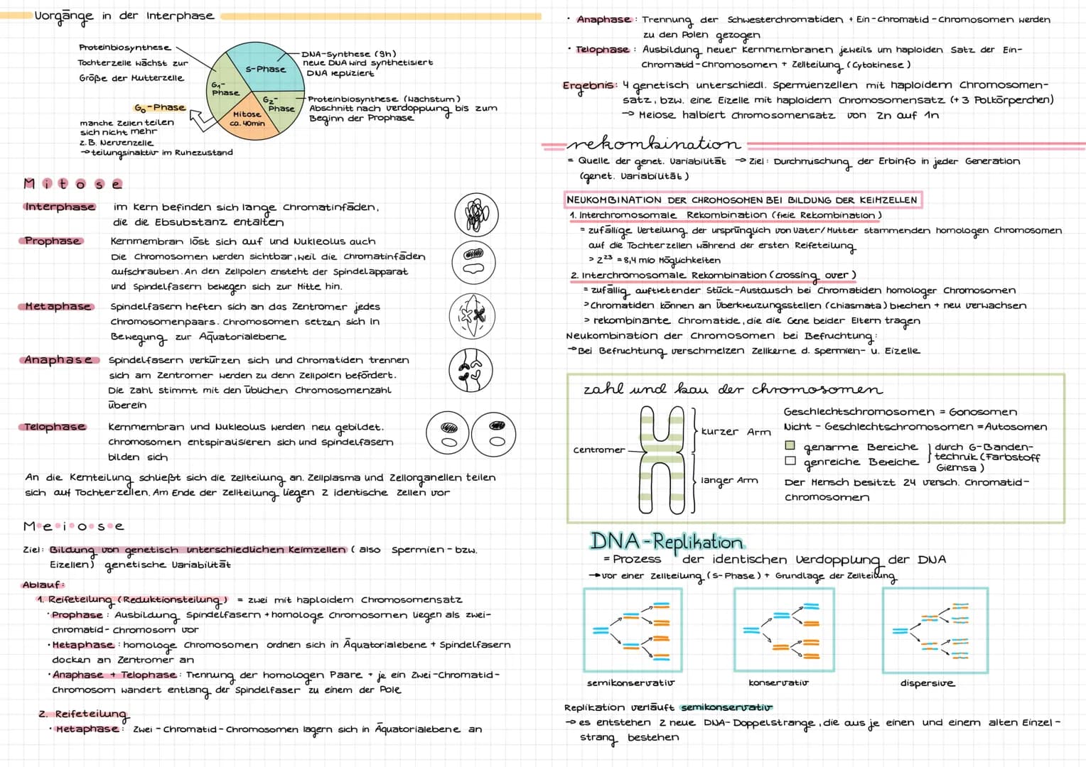 Molekulargenetik
DNA
DNA desoxyribonucleid acid (DNS = Desoxyribonukleinsäure) -> Träger der Erbinformation
Eigenschaften: Kodierung (Inform