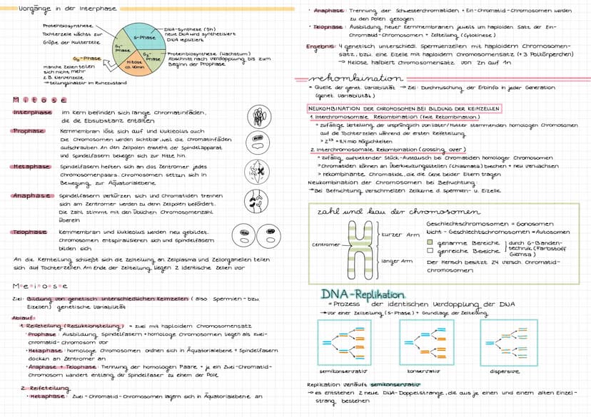 Molekulargenetik
DNA
DNA desoxyribonucleid acid (DNS = Desoxyribonukleinsäure) -> Träger der Erbinformation
Eigenschaften: Kodierung (Inform