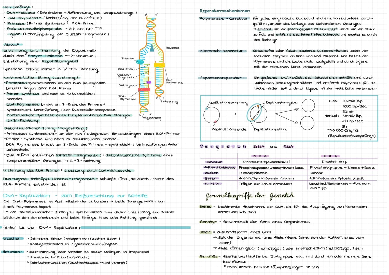 Molekulargenetik
DNA
DNA desoxyribonucleid acid (DNS = Desoxyribonukleinsäure) -> Träger der Erbinformation
Eigenschaften: Kodierung (Inform