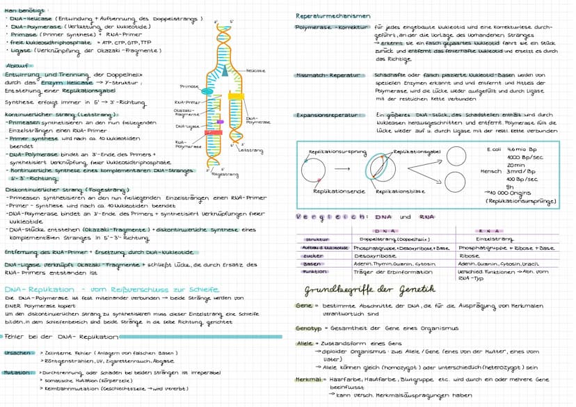 Molekulargenetik
DNA
DNA desoxyribonucleid acid (DNS = Desoxyribonukleinsäure) -> Träger der Erbinformation
Eigenschaften: Kodierung (Inform