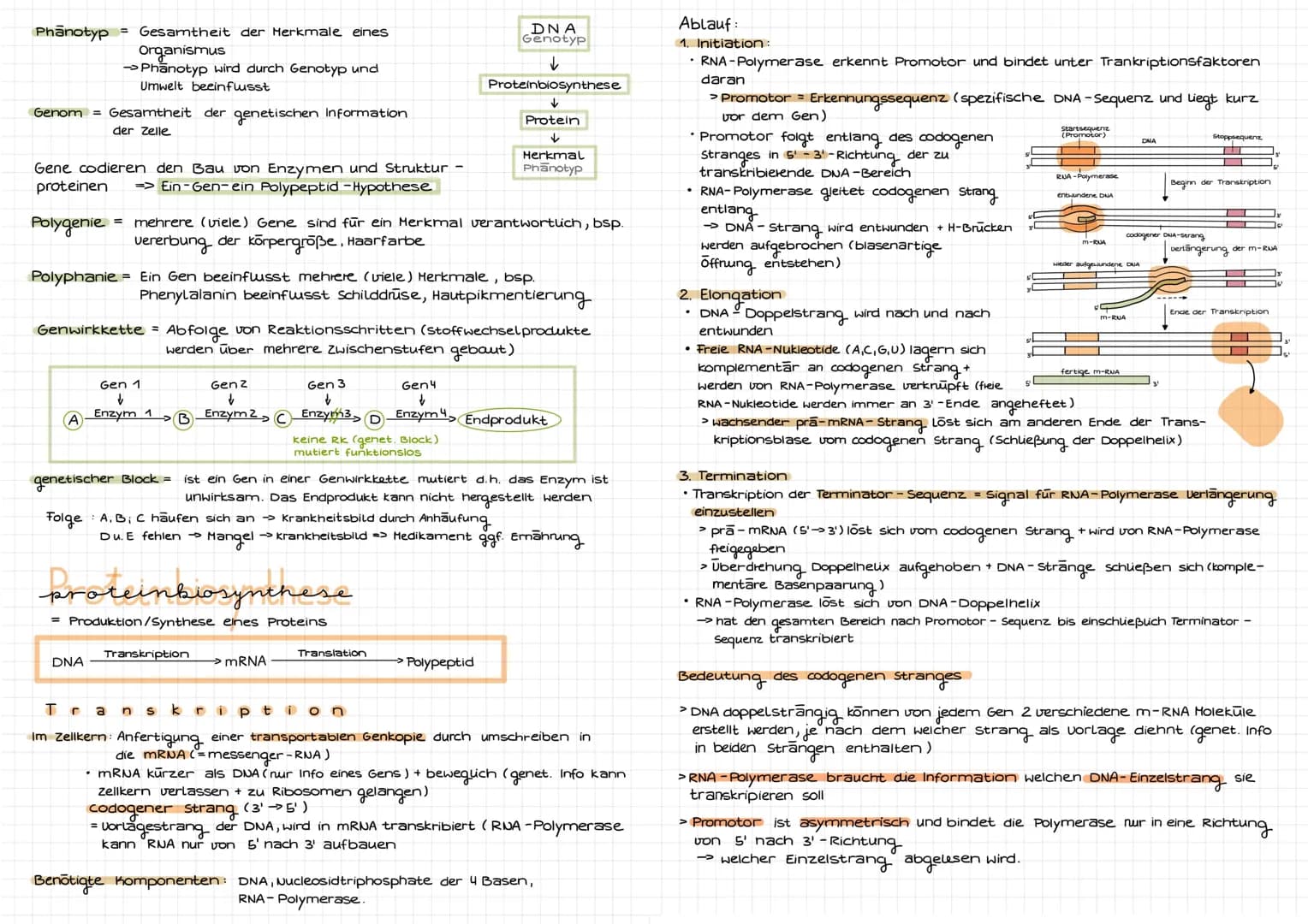 Molekulargenetik
DNA
DNA desoxyribonucleid acid (DNS = Desoxyribonukleinsäure) -> Träger der Erbinformation
Eigenschaften: Kodierung (Inform