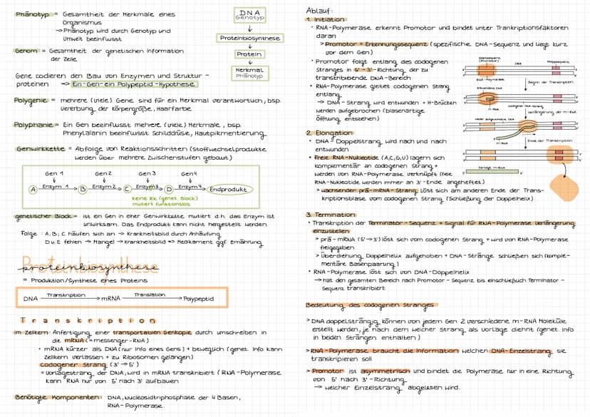 Molekulargenetik
DNA
DNA desoxyribonucleid acid (DNS = Desoxyribonukleinsäure) -> Träger der Erbinformation
Eigenschaften: Kodierung (Inform
