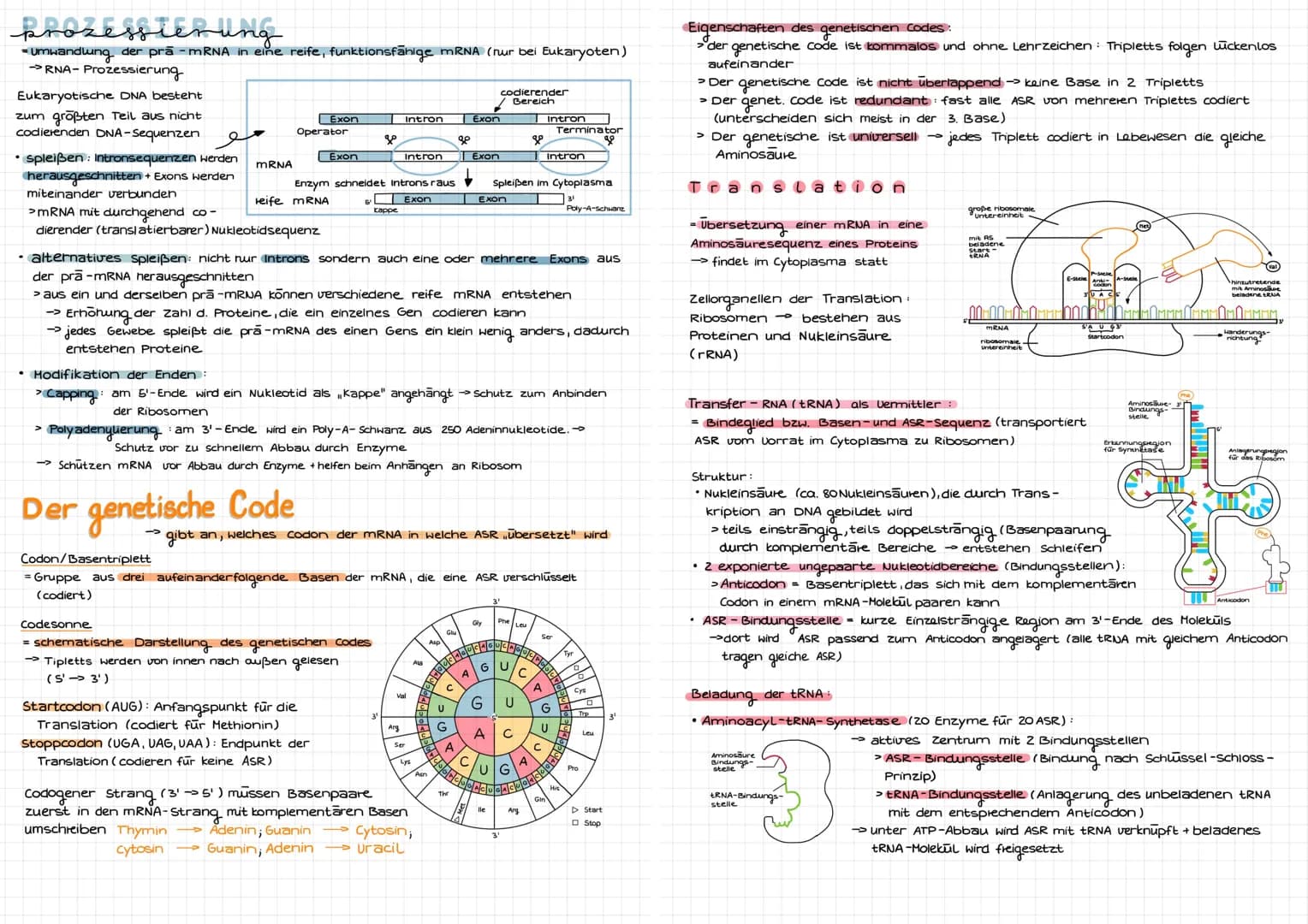 Molekulargenetik
DNA
DNA desoxyribonucleid acid (DNS = Desoxyribonukleinsäure) -> Träger der Erbinformation
Eigenschaften: Kodierung (Inform