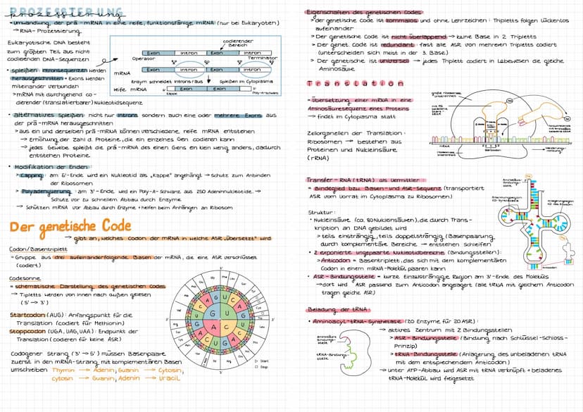 Molekulargenetik
DNA
DNA desoxyribonucleid acid (DNS = Desoxyribonukleinsäure) -> Träger der Erbinformation
Eigenschaften: Kodierung (Inform