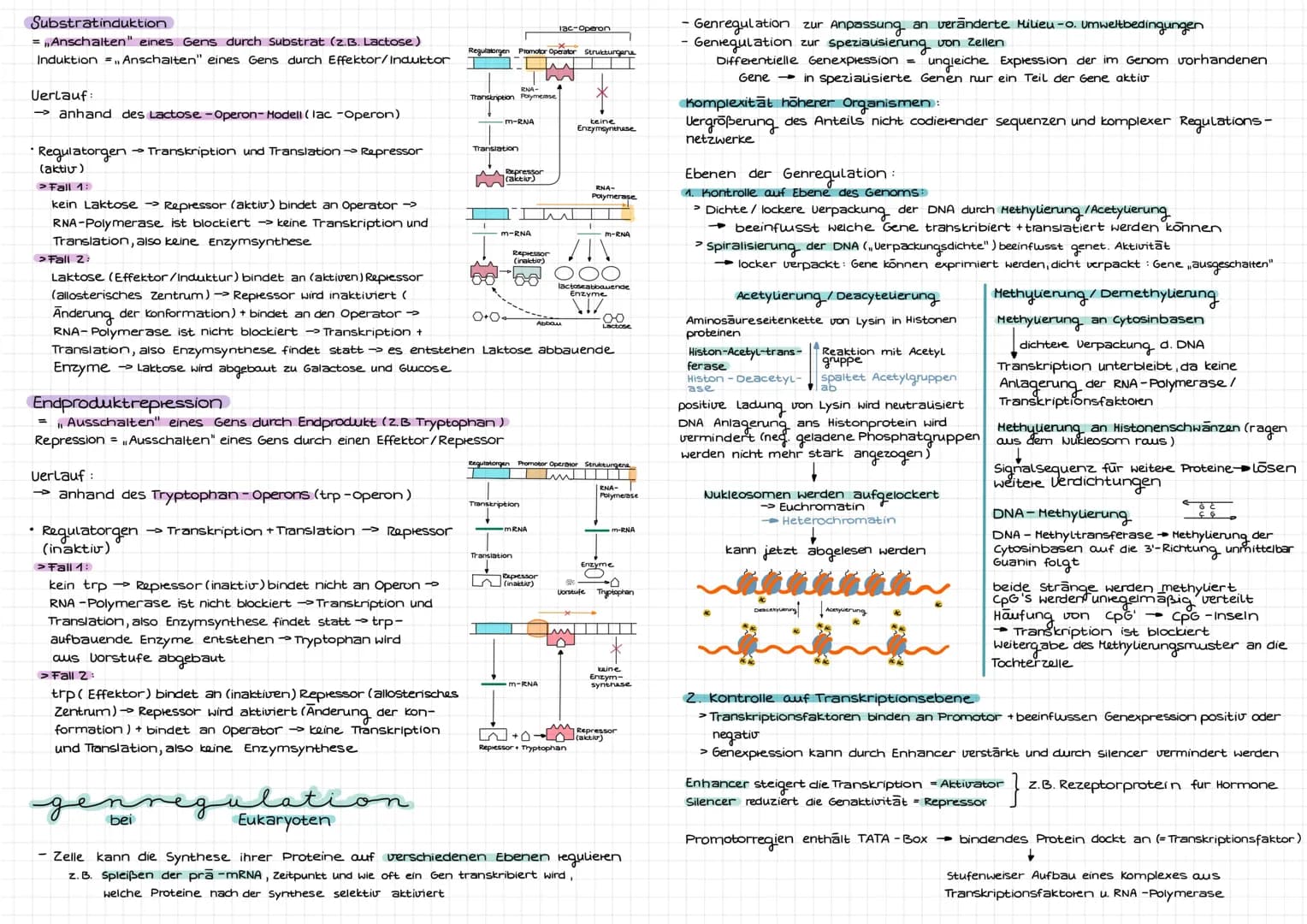 Molekulargenetik
DNA
DNA desoxyribonucleid acid (DNS = Desoxyribonukleinsäure) -> Träger der Erbinformation
Eigenschaften: Kodierung (Inform