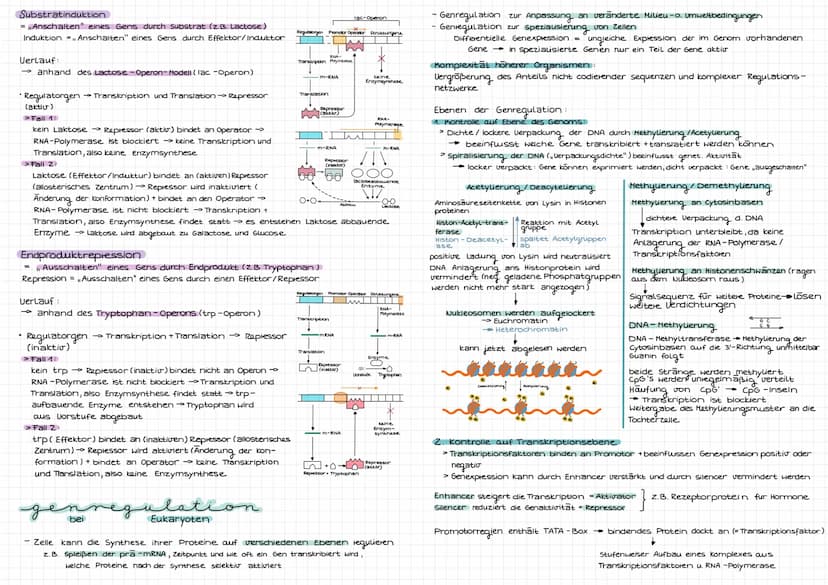 Molekulargenetik
DNA
DNA desoxyribonucleid acid (DNS = Desoxyribonukleinsäure) -> Träger der Erbinformation
Eigenschaften: Kodierung (Inform