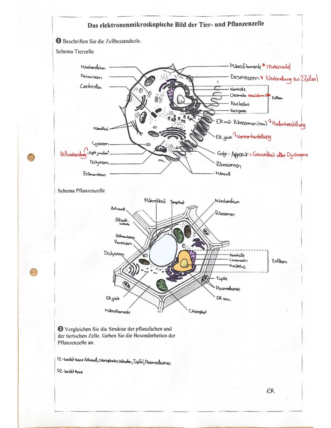 Das elektronenmikroskopische Bild der Tier- und Pflanzenzelle
1 Beschriften Sie die Zellbestandteile.
Schema Tierzelle
Mitochondrium
Perioxi