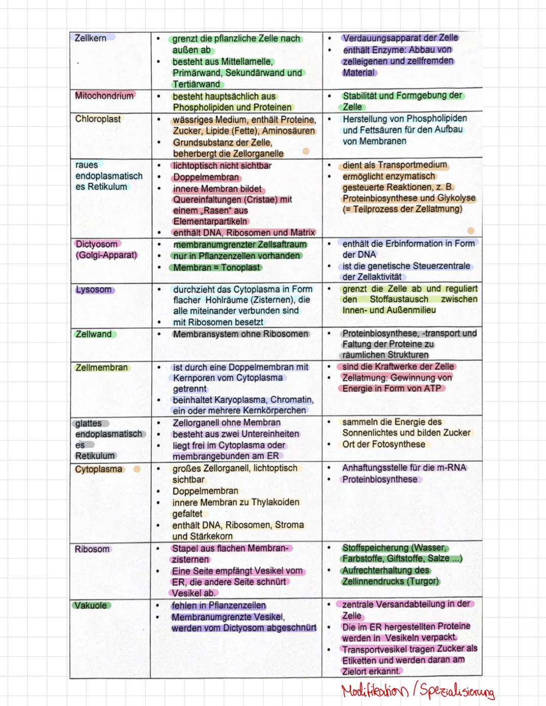 Das elektronenmikroskopische Bild der Tier- und Pflanzenzelle
1 Beschriften Sie die Zellbestandteile.
Schema Tierzelle
Mitochondrium
Perioxi