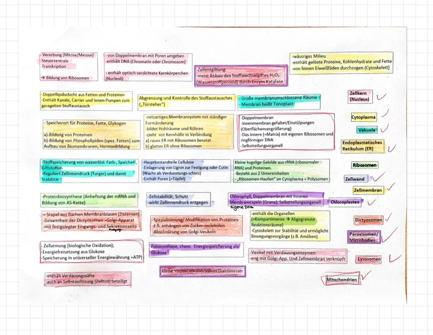 Das elektronenmikroskopische Bild der Tier- und Pflanzenzelle
1 Beschriften Sie die Zellbestandteile.
Schema Tierzelle
Mitochondrium
Perioxi