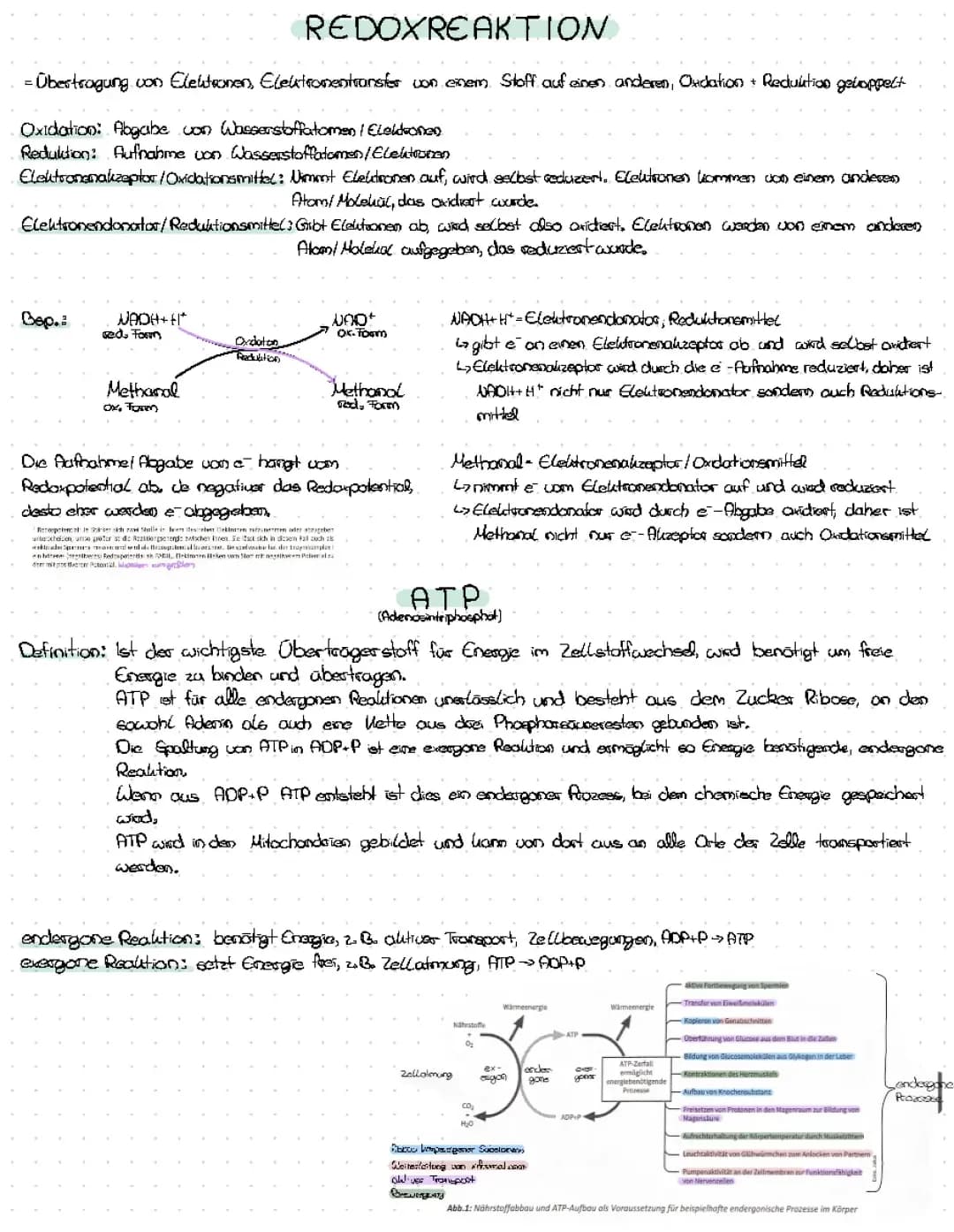 Redoxreaktion, ATP