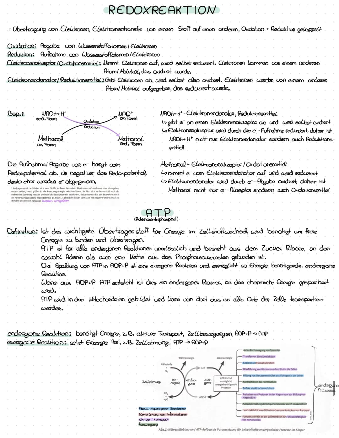 REDOXREAKTION
- Übertragung von Elektronen, Elektronentransfer von einem Stoff auf einen anderen, Oxidation + Reduktion gekoppelt
Oxidation: