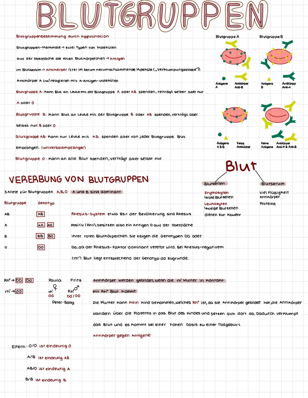 AB
A
B
Blutgruppenbestimmung durch Agglutination
O
Blutgruppen-Merkmale → zwei Typen von Molekülen
auf der Oberfläche der roten Bluthörperch
