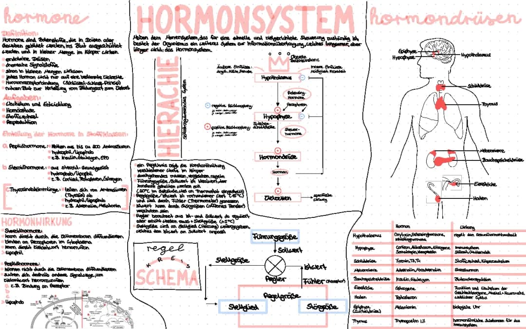 Hormonsystem 