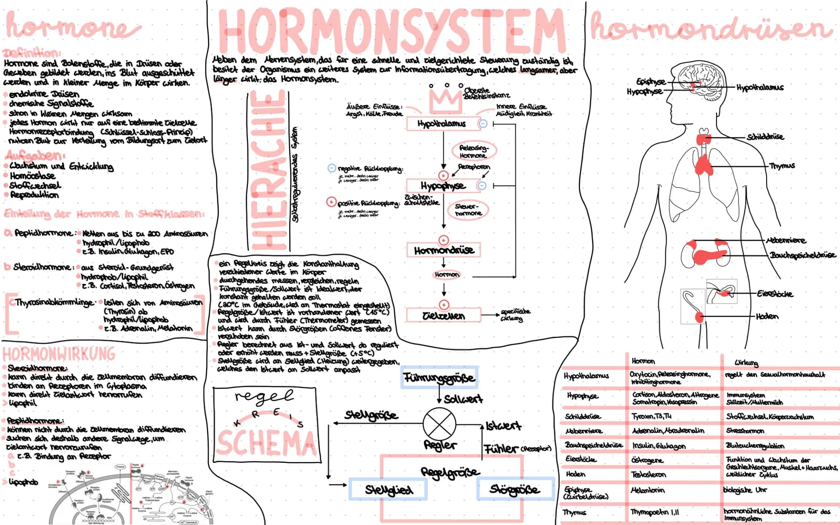 hormone
Definition:
Hormone sind Bolenstoffe, die in Drüsen oder
Geweben gebildet werden, ins Blut ausgeschüttet
werden und in kleiner Menge