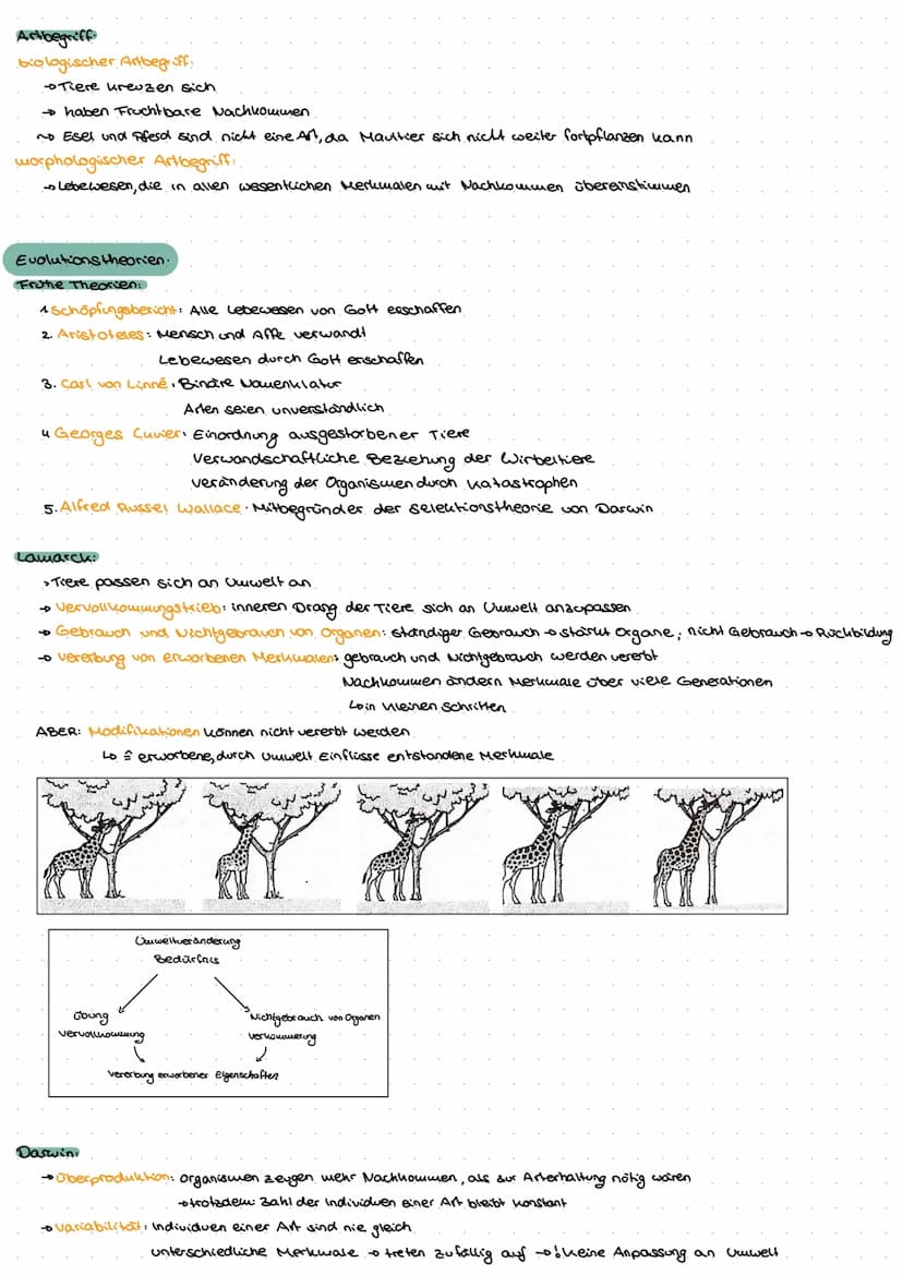 Evolution
Go
ne  Biologische Vielfalt
Allgemein
> Evolution ist irreversibles Geschehen
nicht umkehrbar
> Evolution ist nicht wiederholbas
>