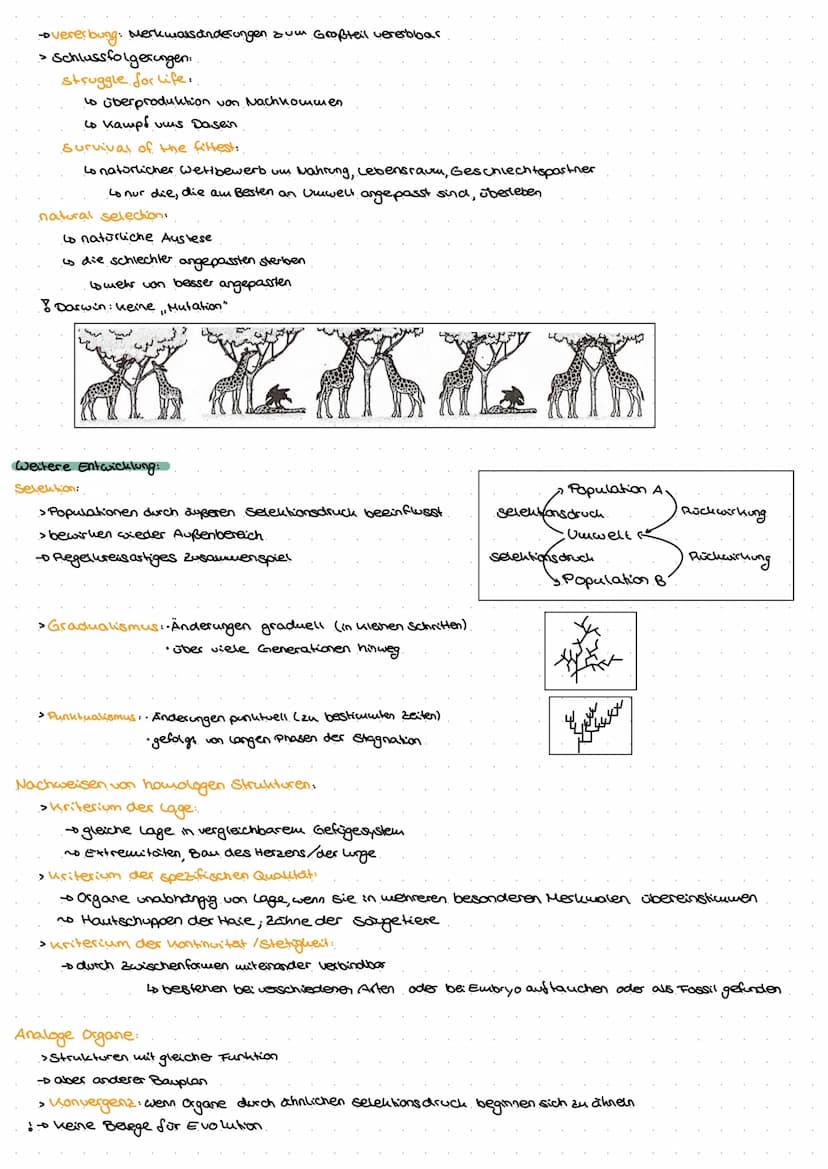 Evolution
Go
ne  Biologische Vielfalt
Allgemein
> Evolution ist irreversibles Geschehen
nicht umkehrbar
> Evolution ist nicht wiederholbas
>