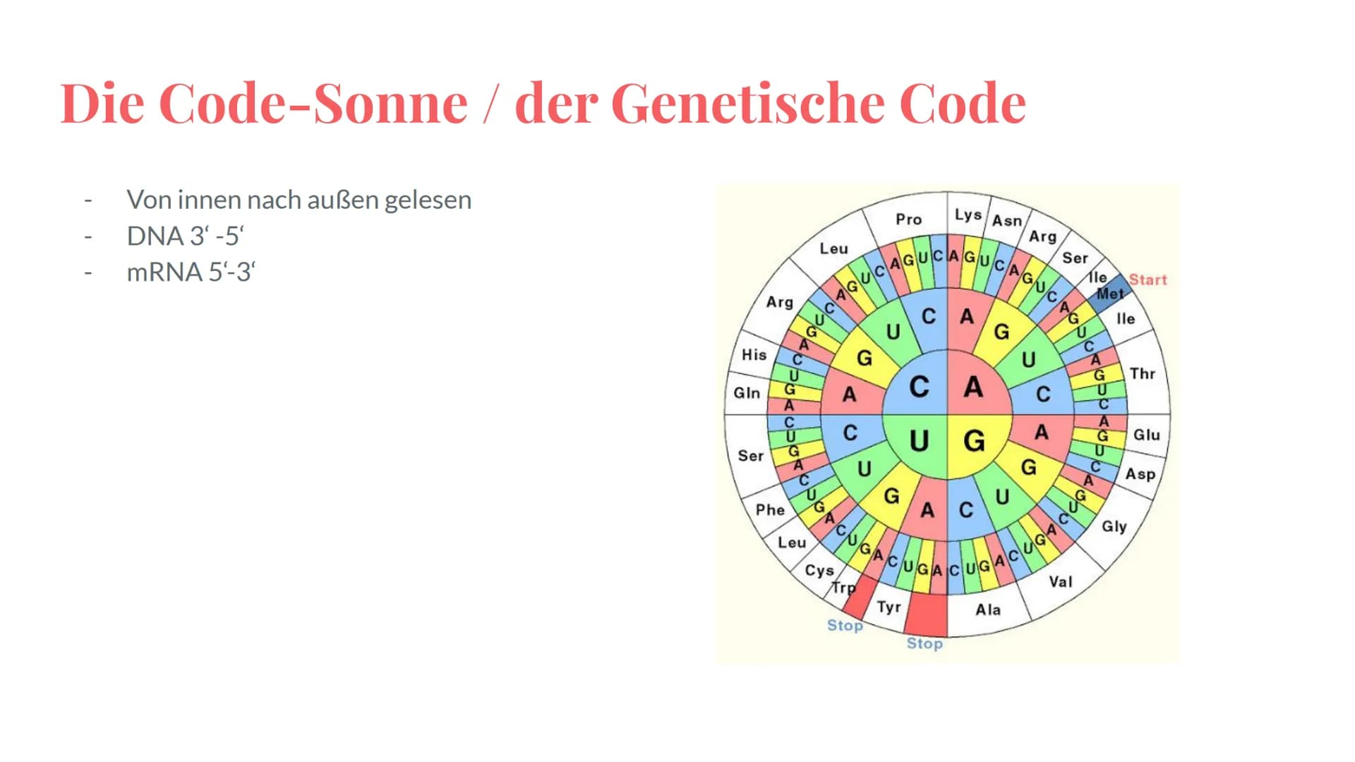 Wiederholung:
Genetik
Eine Präsentation von Maya,
Deniz, Katharina und Noah Grobe Themenübersicht - Genetik
Mendelsche Regel / Vererbung
-Me