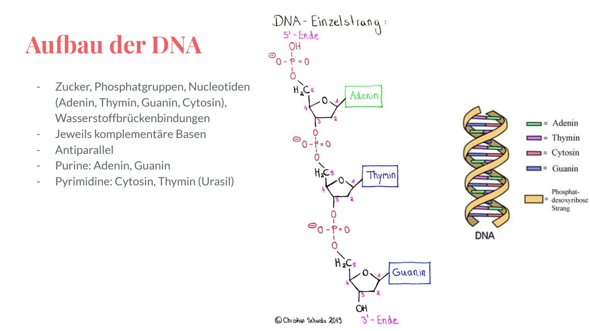 Wiederholung:
Genetik
Eine Präsentation von Maya,
Deniz, Katharina und Noah Grobe Themenübersicht - Genetik
Mendelsche Regel / Vererbung
-Me