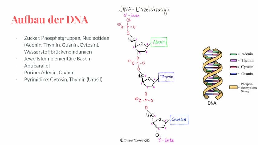 Wiederholung:
Genetik
Eine Präsentation von Maya,
Deniz, Katharina und Noah Grobe Themenübersicht - Genetik
Mendelsche Regel / Vererbung
-Me