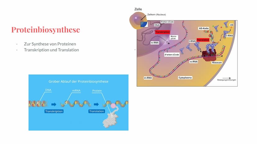 Wiederholung:
Genetik
Eine Präsentation von Maya,
Deniz, Katharina und Noah Grobe Themenübersicht - Genetik
Mendelsche Regel / Vererbung
-Me