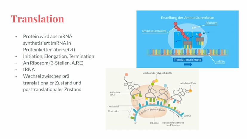 Wiederholung:
Genetik
Eine Präsentation von Maya,
Deniz, Katharina und Noah Grobe Themenübersicht - Genetik
Mendelsche Regel / Vererbung
-Me