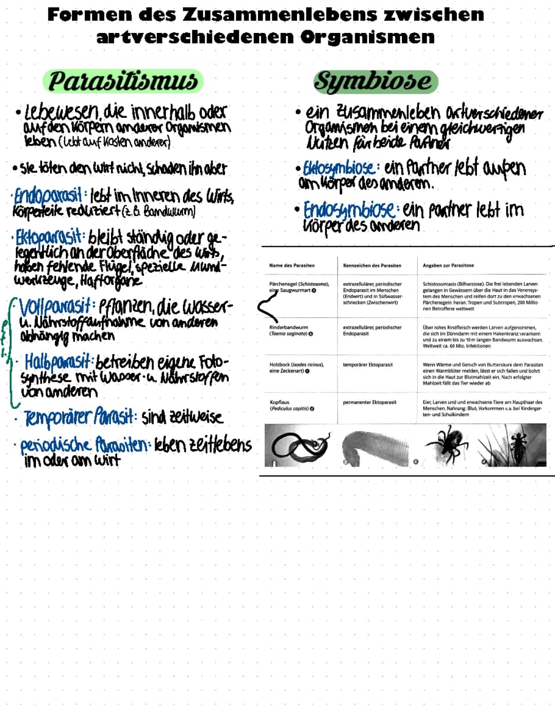 Parasitismus | Symbiose 