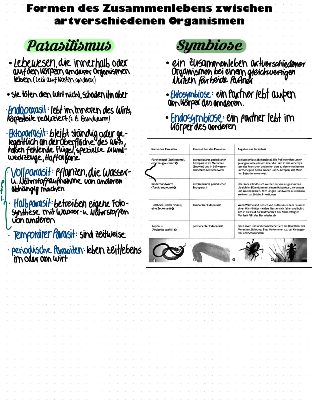 Formen des Zusammenlebens zwischen
artverschiedenen
Parasitismus
Lebewesen, die innerhalb oder
auf den Körpern anderer Organismen
leben (leb
