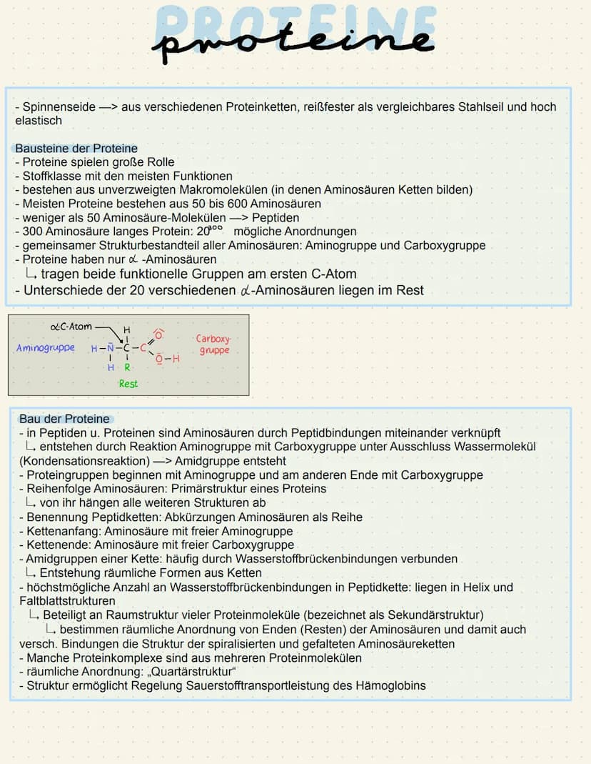 Proteine
- Molekülketten aus Aminosäuren
L> je nach Anzahl der Aminosäuren spricht man von...
Peptid (eine Aminosäure)
Oligopeptid (bis 10)
