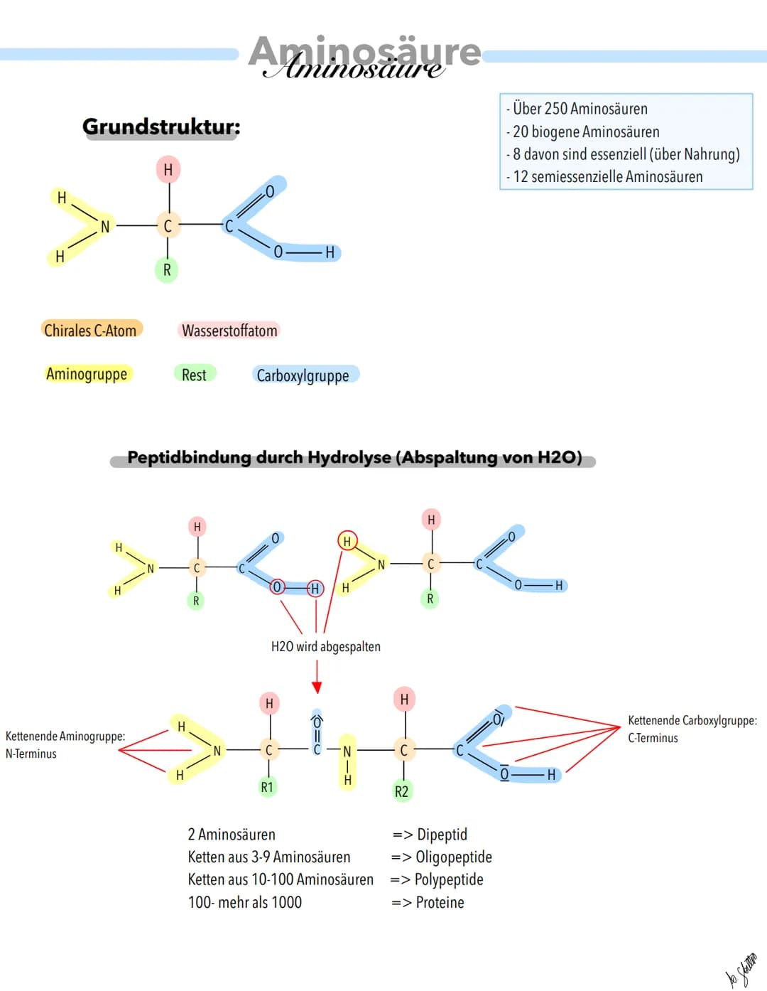 Grundstruktur:
H
ste
C
R
H
Chirales C-Atom
Aminogruppe
Kettenende Aminogruppe:
N-Terminus
Wasserstoffatom
Rest
Aminosäure
H
H
Carboxylgruppe