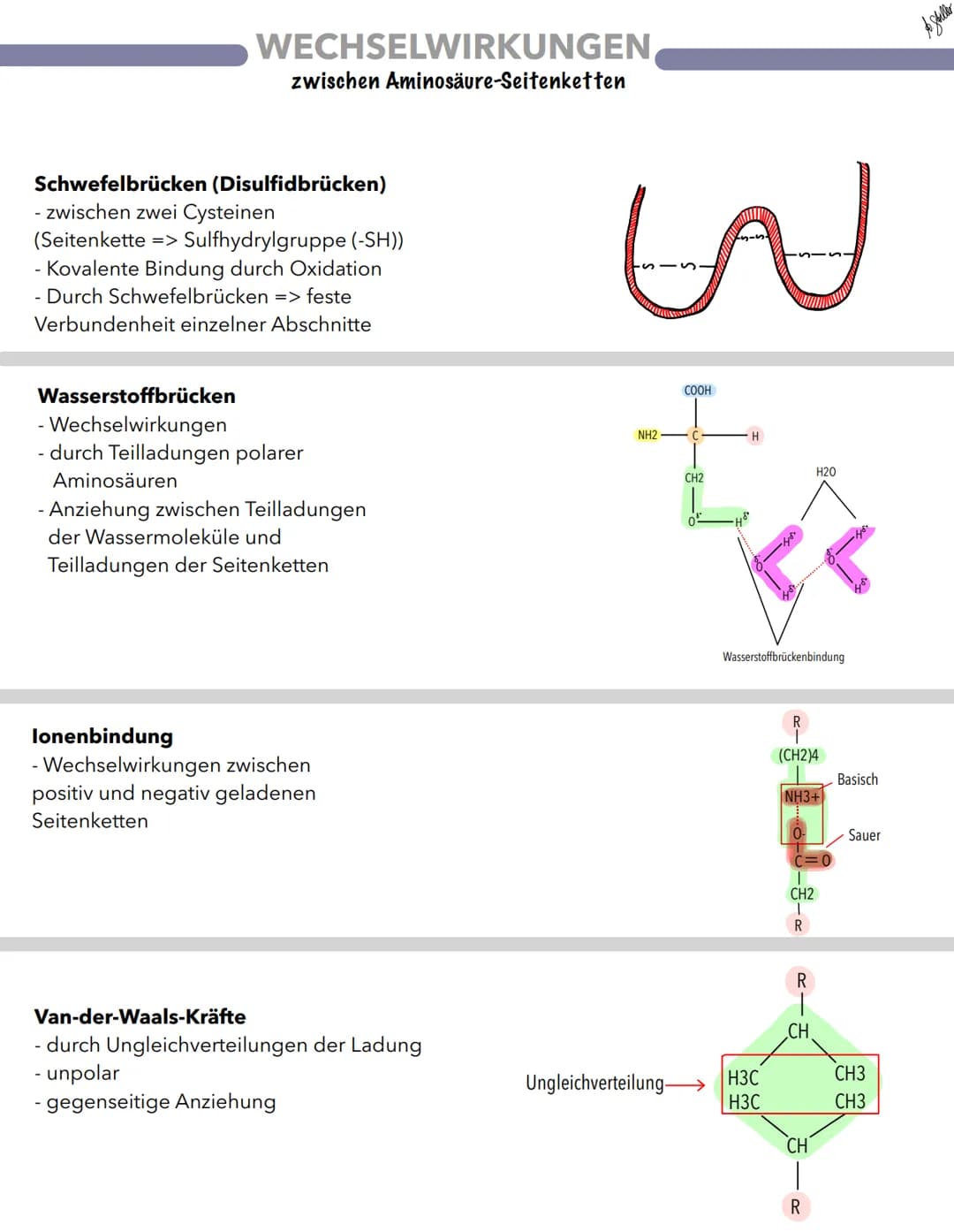 Grundstruktur:
H
ste
C
R
H
Chirales C-Atom
Aminogruppe
Kettenende Aminogruppe:
N-Terminus
Wasserstoffatom
Rest
Aminosäure
H
H
Carboxylgruppe