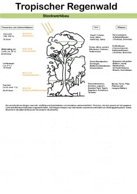 Know Stockwerkbau Tropischer Regenwald  thumbnail