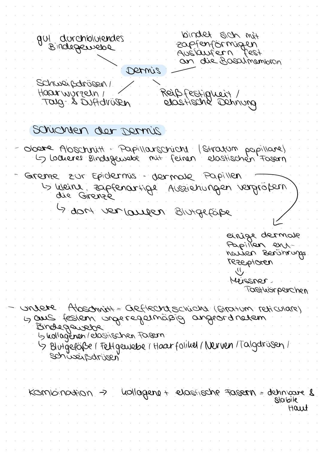 Anatomie & Physiologie der Haut
Hautschichten
4 Epidermis - Oberhaut
} Dermis
↳ Dermis Lederhaut
↳ Subcutis .- Unter haut fettgewebe
→ 3-5 m
