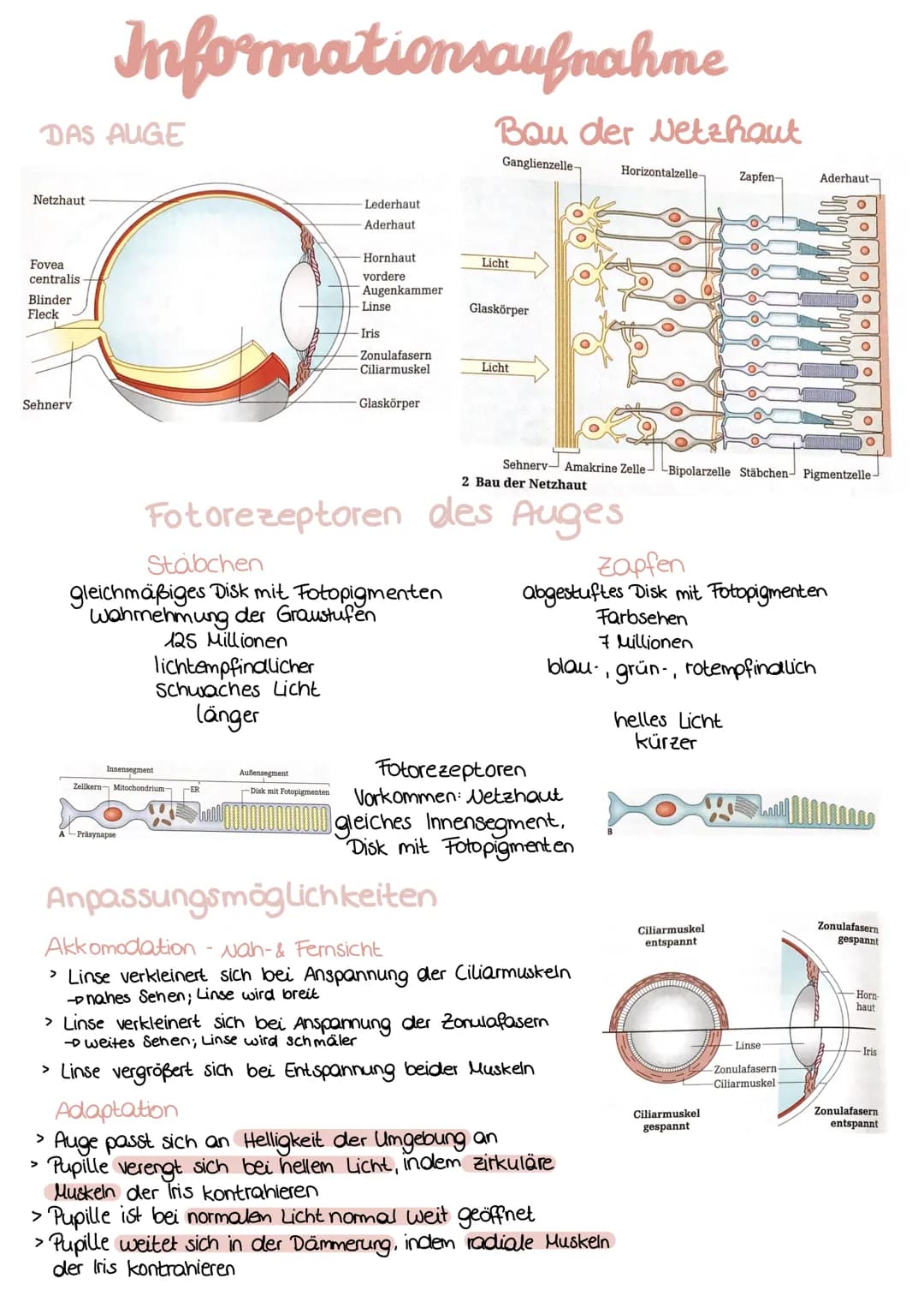DAS AUGE
Netzhaut
C
Fovea
centralis
Informationsaufnahme
Blinder
Fleck
Sehnerv
Innensegment
Zellkern Mitochondrium- -ER
A-Präsynapse
Lederha