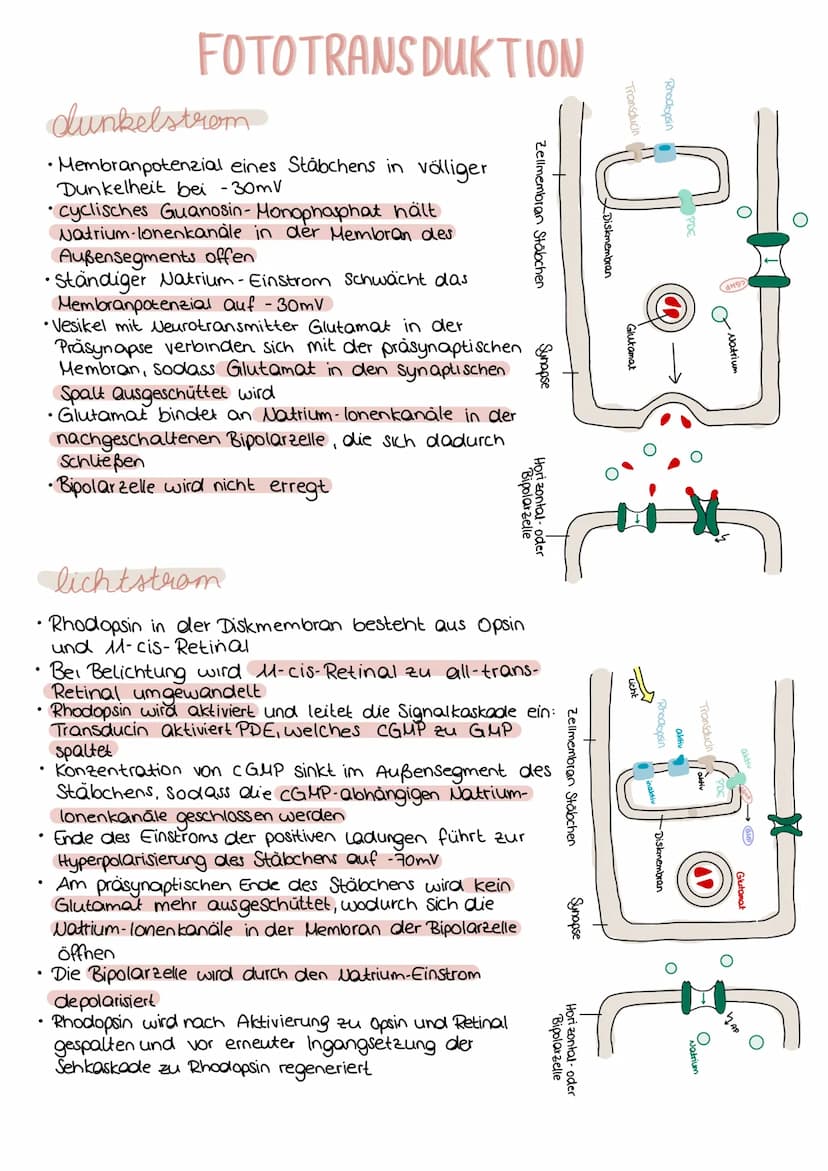 DAS AUGE
Netzhaut
C
Fovea
centralis
Informationsaufnahme
Blinder
Fleck
Sehnerv
Innensegment
Zellkern Mitochondrium- -ER
A-Präsynapse
Lederha
