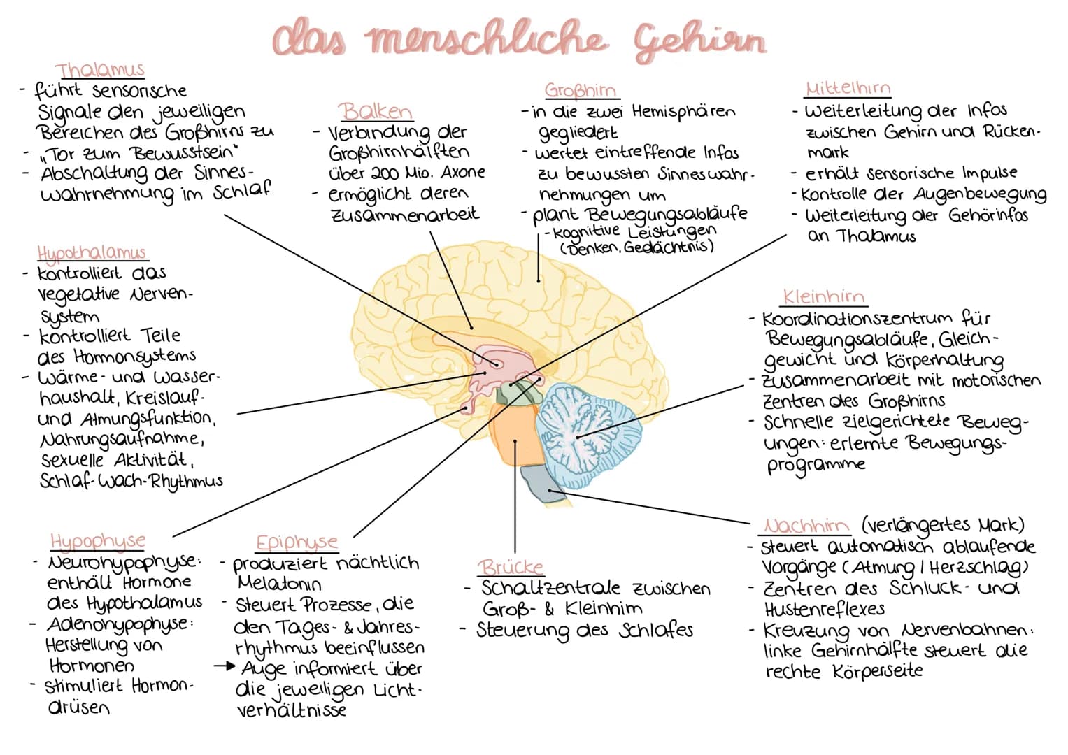 DAS AUGE
Netzhaut
C
Fovea
centralis
Informationsaufnahme
Blinder
Fleck
Sehnerv
Innensegment
Zellkern Mitochondrium- -ER
A-Präsynapse
Lederha