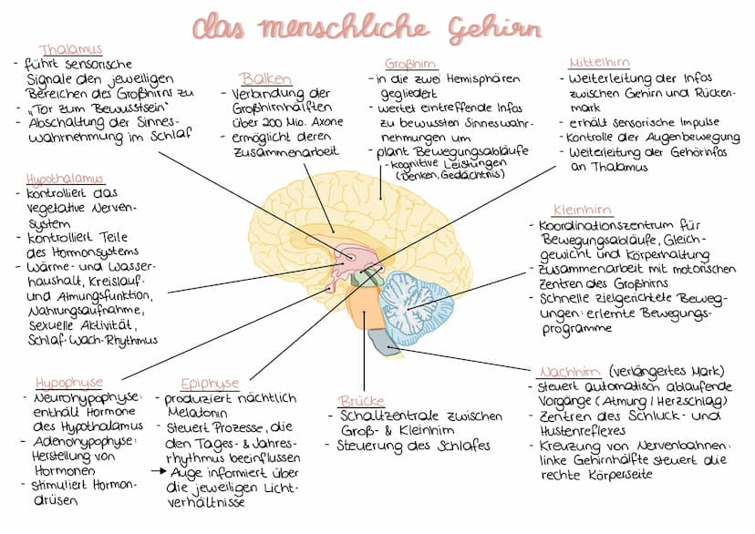 DAS AUGE
Netzhaut
C
Fovea
centralis
Informationsaufnahme
Blinder
Fleck
Sehnerv
Innensegment
Zellkern Mitochondrium- -ER
A-Präsynapse
Lederha