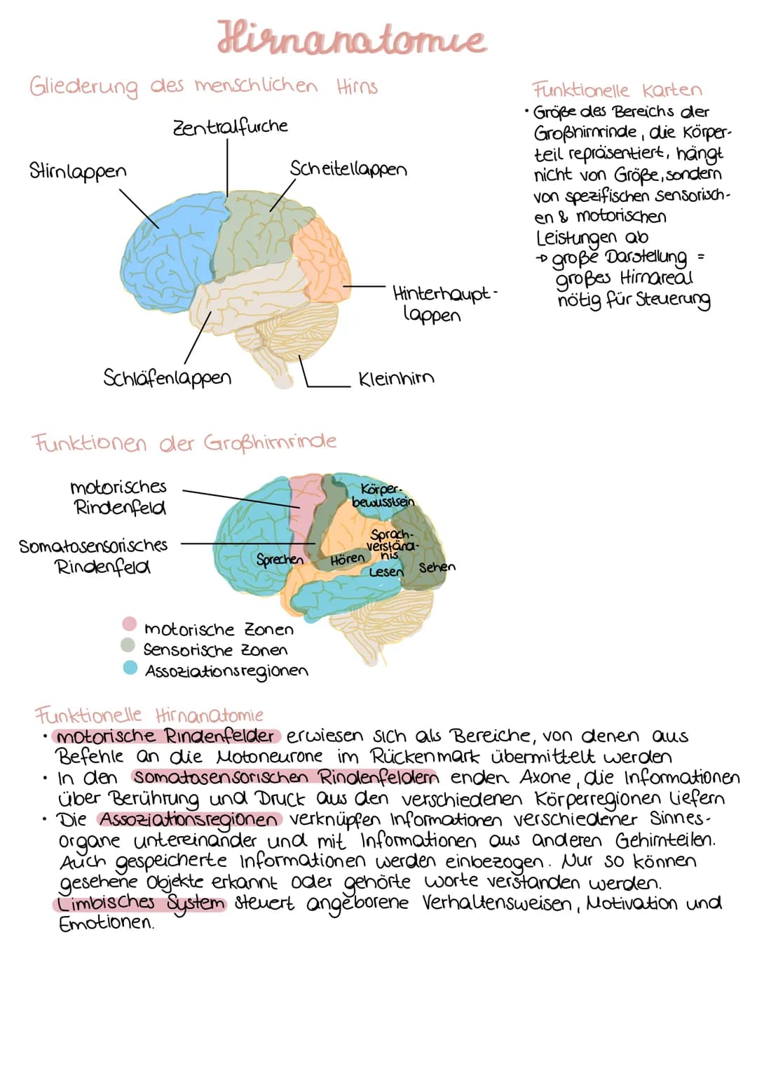 DAS AUGE
Netzhaut
C
Fovea
centralis
Informationsaufnahme
Blinder
Fleck
Sehnerv
Innensegment
Zellkern Mitochondrium- -ER
A-Präsynapse
Lederha