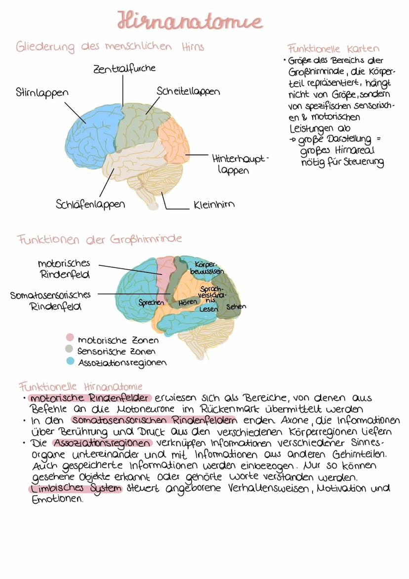 DAS AUGE
Netzhaut
C
Fovea
centralis
Informationsaufnahme
Blinder
Fleck
Sehnerv
Innensegment
Zellkern Mitochondrium- -ER
A-Präsynapse
Lederha