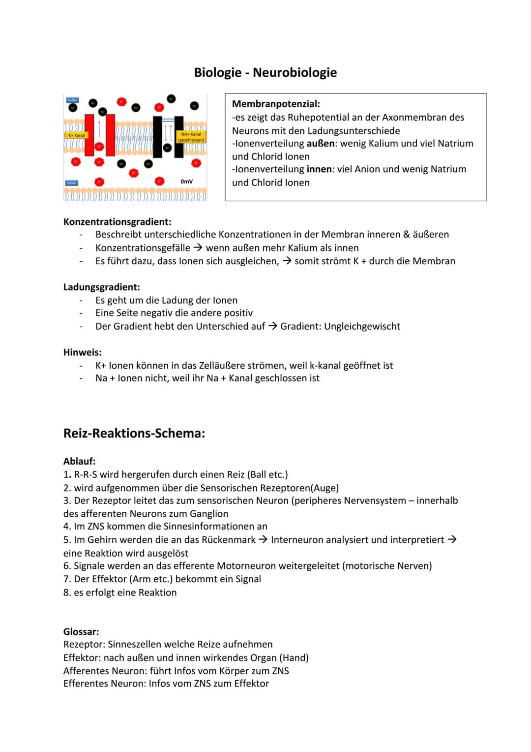 DE
Ladungsgradient:
Biologie - Neurobiologie
NA+ Kanal
Hinweis:
(geschlossen
Omv
Konzentrationsgradient:
Beschreibt unterschiedliche Konzent