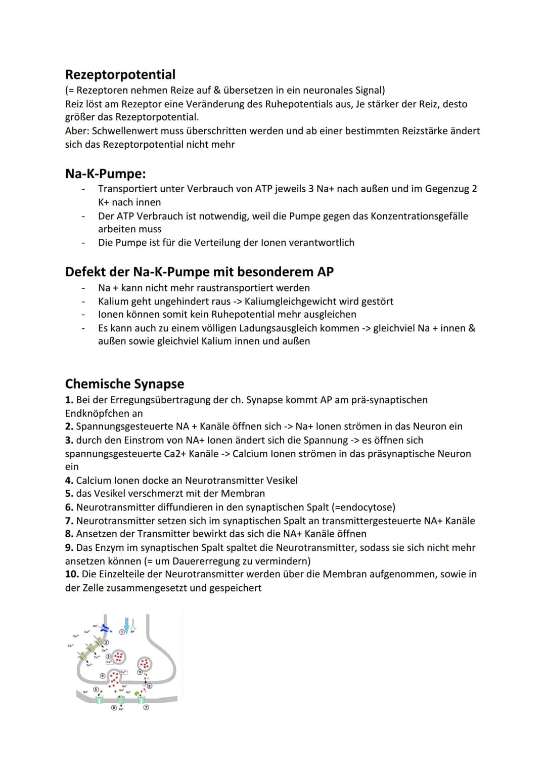 DE
Ladungsgradient:
Biologie - Neurobiologie
NA+ Kanal
Hinweis:
(geschlossen
Omv
Konzentrationsgradient:
Beschreibt unterschiedliche Konzent