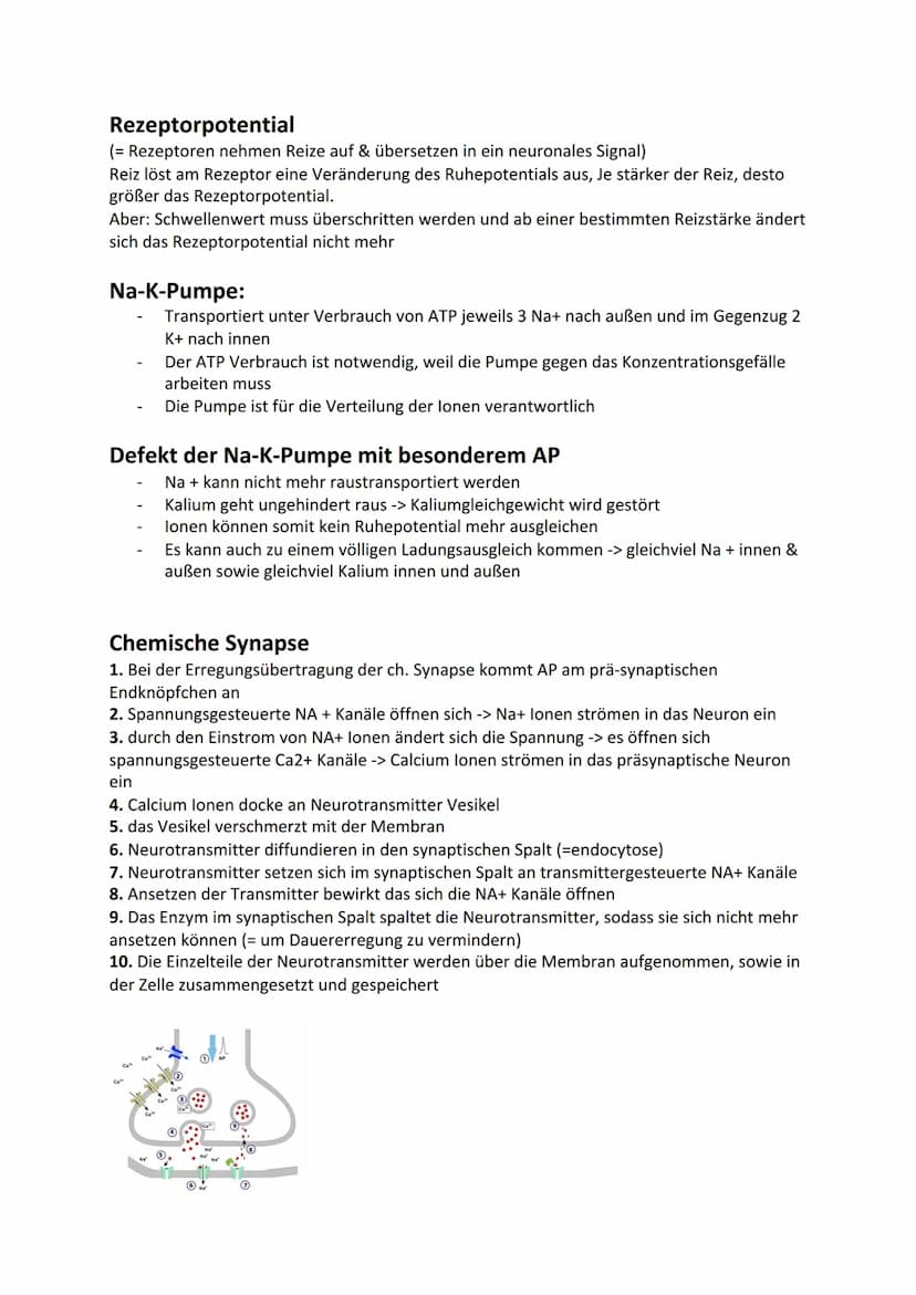 DE
Ladungsgradient:
Biologie - Neurobiologie
NA+ Kanal
Hinweis:
(geschlossen
Omv
Konzentrationsgradient:
Beschreibt unterschiedliche Konzent