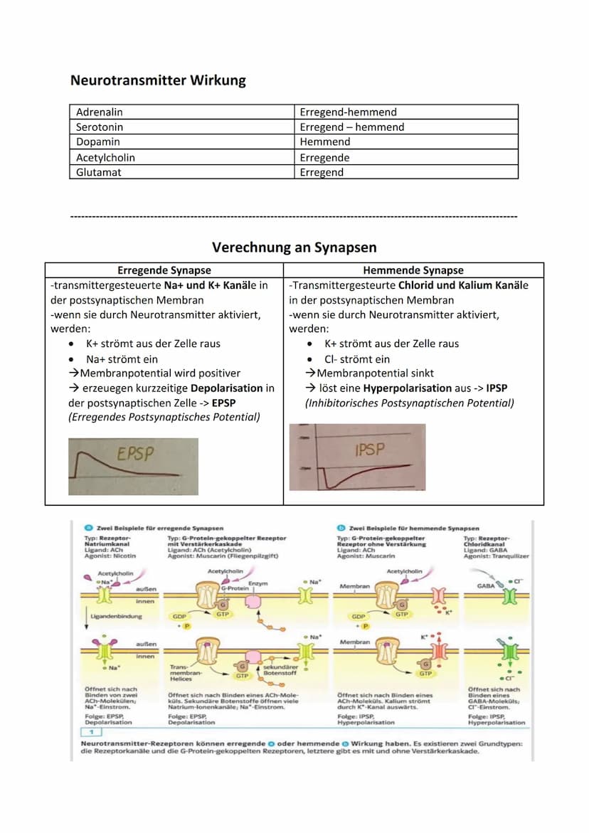 DE
Ladungsgradient:
Biologie - Neurobiologie
NA+ Kanal
Hinweis:
(geschlossen
Omv
Konzentrationsgradient:
Beschreibt unterschiedliche Konzent