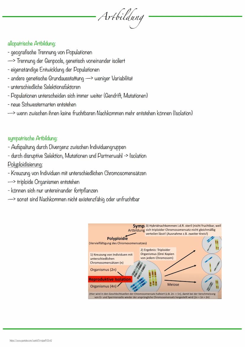 Selektionsfaktoren:
abiotische Faktoren:
- Faktoren der unbelebten Umwelt
biotische Faktoren:
- Faktoren der belebten Umwelt
- zwischenartli