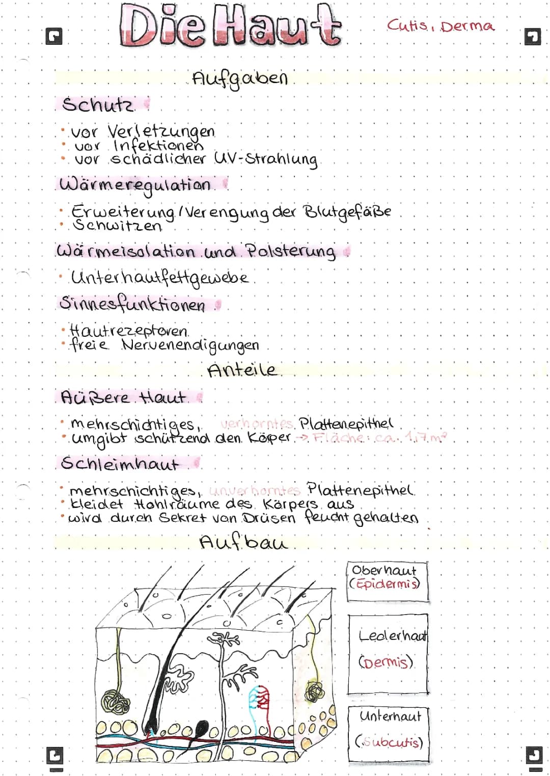 Aufbau der Haut: Einfach erklärt und spannend für die Schule