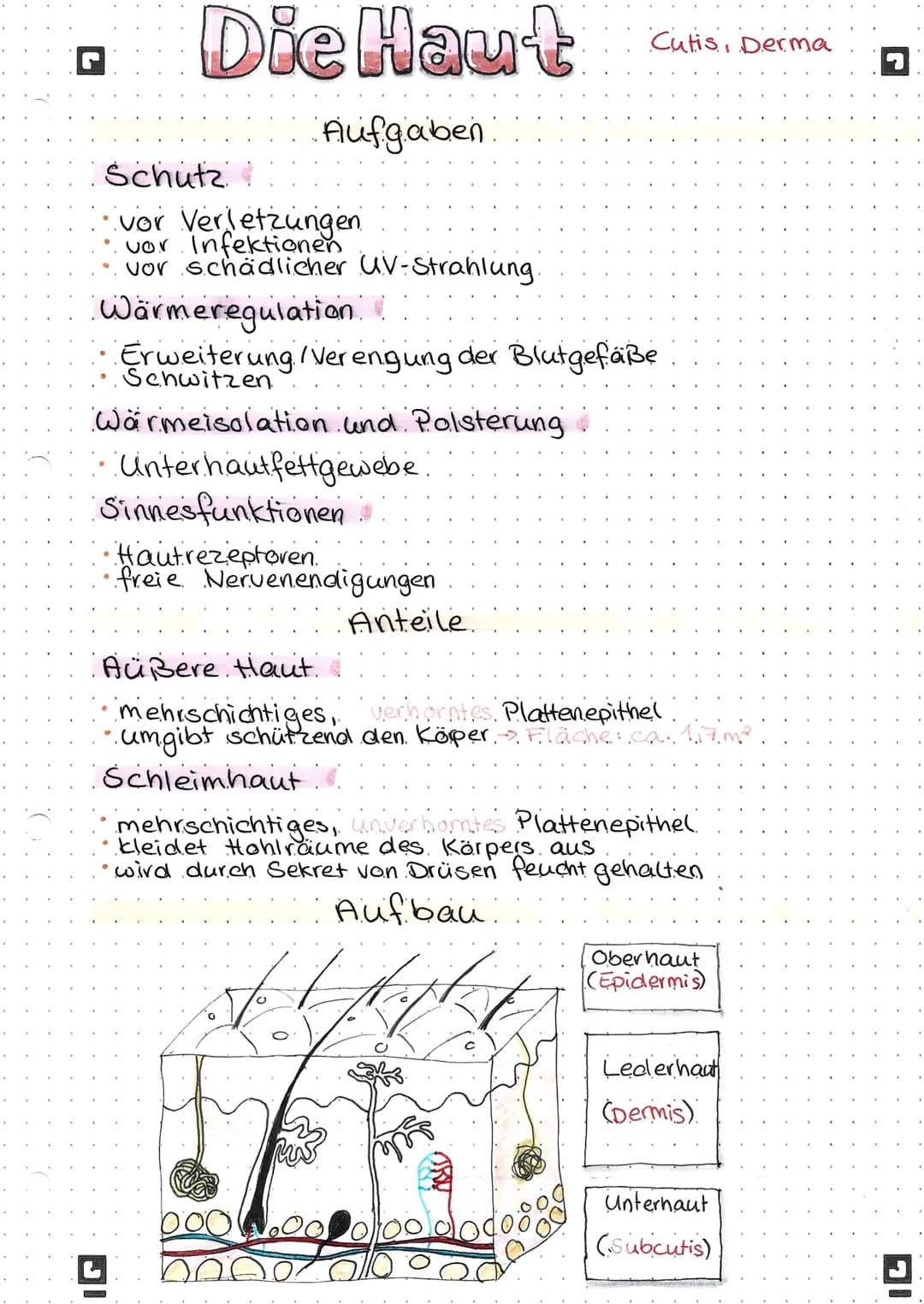 L
Die Haut
Aufgaben.
Schutz &
vor Verletzungen
vor Infektionen
vor schädlicher UV-Strahlung.
Wärmeregulation
Erweiterung/Verengung der Blutg