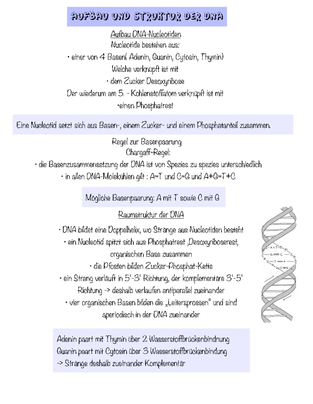 Aufbau und Struktur der DNA 