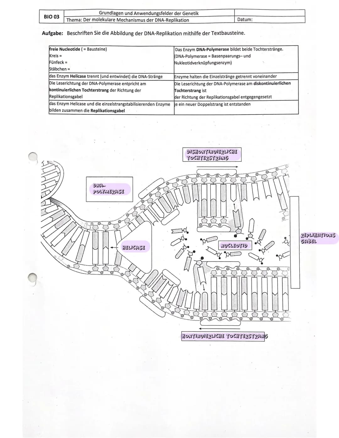AUFBAU UND STRUKTUR DER DNA
Aufbau DNA-Nucleotiden
Nucleotide bestehen aus:
• einer von 4 Basen Adenin, Guanin, Cytosin, Thymin)
Welche verk